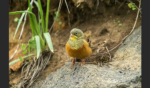 Ortolan (Emberiza hortulana)