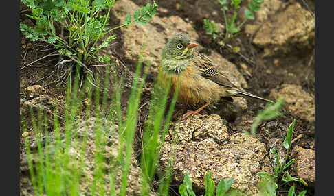 Ortolan (Emberiza hortulana)