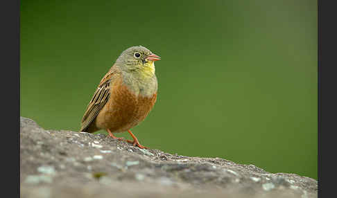 Ortolan (Emberiza hortulana)