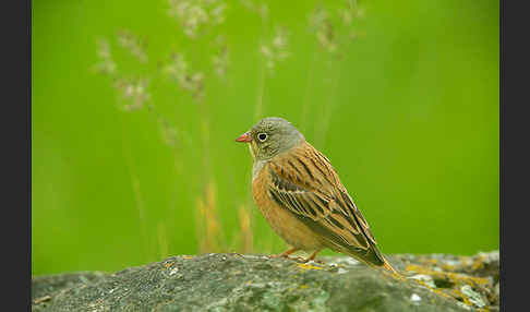 Ortolan (Emberiza hortulana)