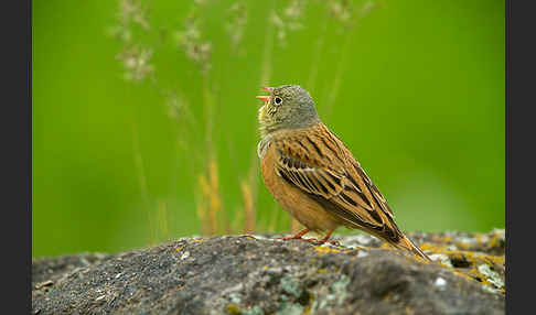 Ortolan (Emberiza hortulana)