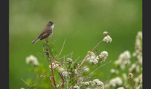 Dorngrasmücke (Sylvia communis)