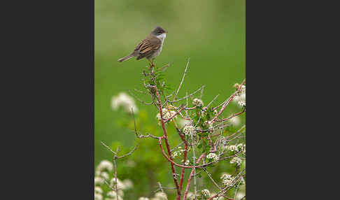 Dorngrasmücke (Sylvia communis)