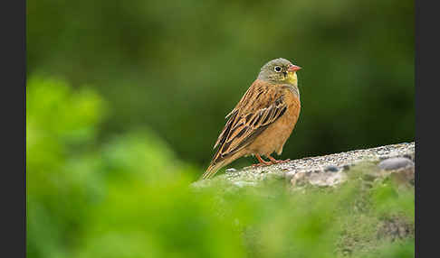 Ortolan (Emberiza hortulana)