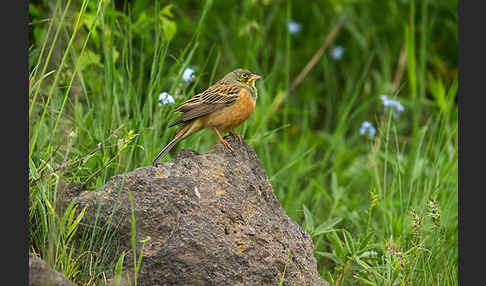 Ortolan (Emberiza hortulana)