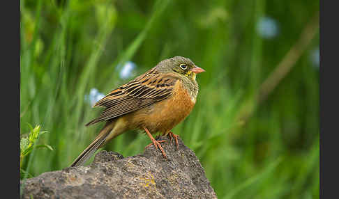 Ortolan (Emberiza hortulana)