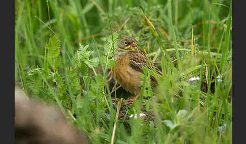 Ortolan (Emberiza hortulana)