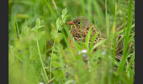 Ortolan (Emberiza hortulana)