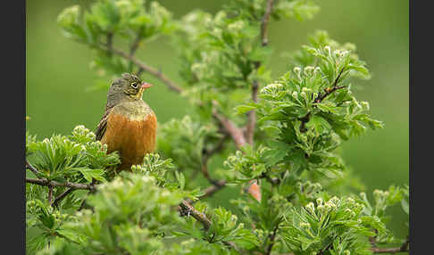 Ortolan (Emberiza hortulana)