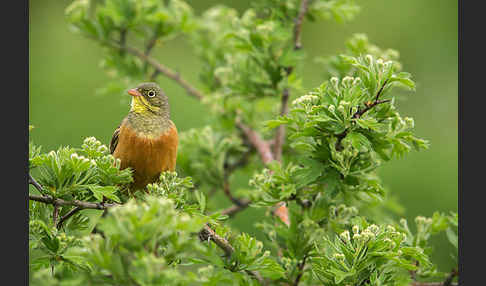 Ortolan (Emberiza hortulana)