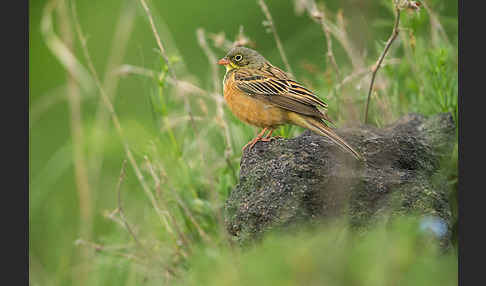 Ortolan (Emberiza hortulana)