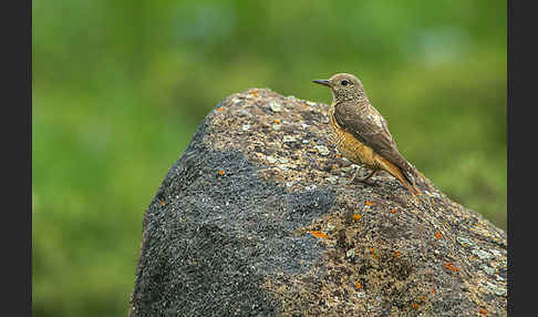 Steinrötel (Monticola saxatilis)