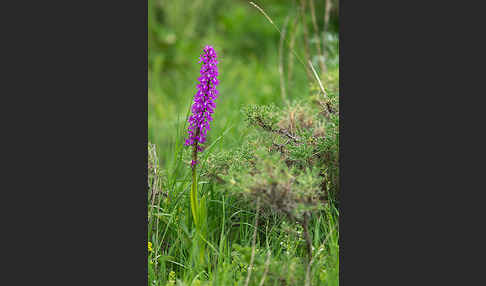 Manns-Knabenkraut (Orchis mascula)