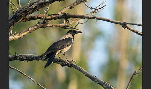 Nebelkrähe (Corvus corone cornix)