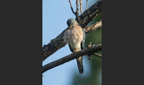 Kurzfangsperber (Accipiter brevipes)