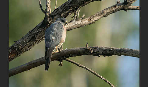 Kurzfangsperber (Accipiter brevipes)