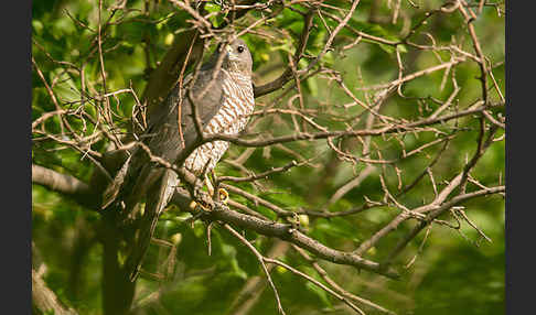 Kurzfangsperber (Accipiter brevipes)