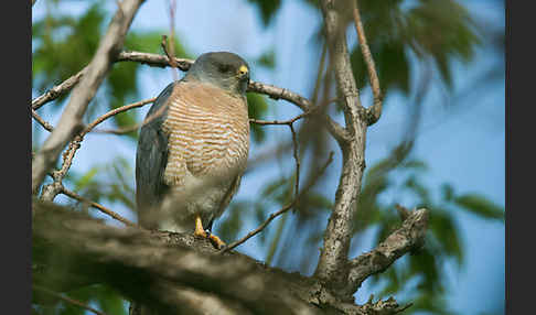 Kurzfangsperber (Accipiter brevipes)