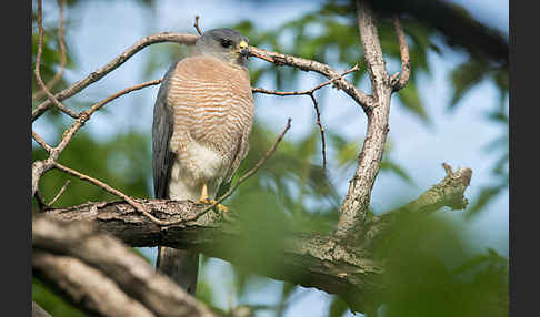 Kurzfangsperber (Accipiter brevipes)