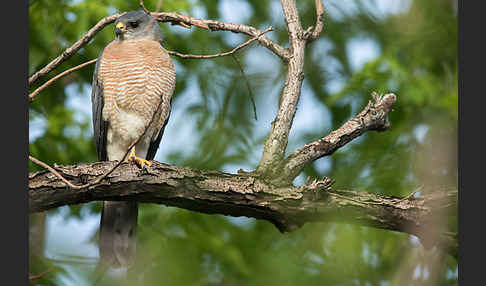 Kurzfangsperber (Accipiter brevipes)