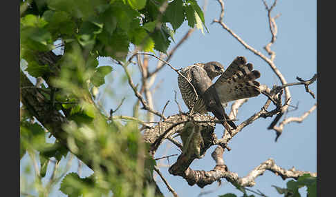 Kurzfangsperber (Accipiter brevipes)