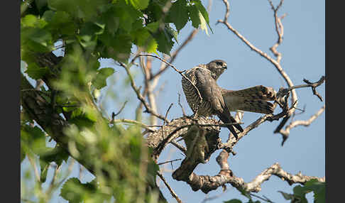 Kurzfangsperber (Accipiter brevipes)