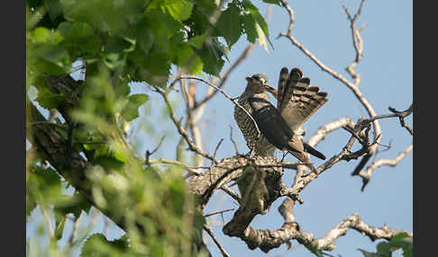 Kurzfangsperber (Accipiter brevipes)