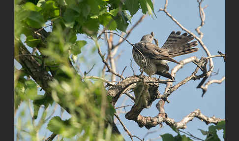 Kurzfangsperber (Accipiter brevipes)