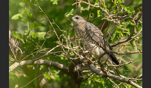 Kurzfangsperber (Accipiter brevipes)