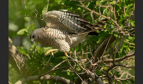 Kurzfangsperber (Accipiter brevipes)