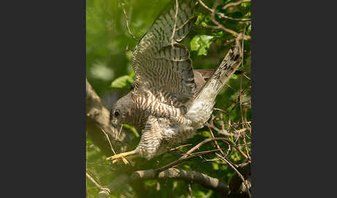 Kurzfangsperber (Accipiter brevipes)