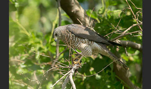 Kurzfangsperber (Accipiter brevipes)