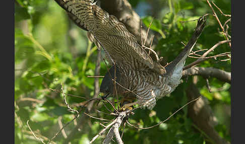 Kurzfangsperber (Accipiter brevipes)