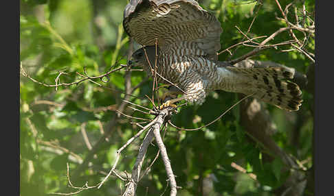 Kurzfangsperber (Accipiter brevipes)