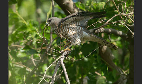 Kurzfangsperber (Accipiter brevipes)