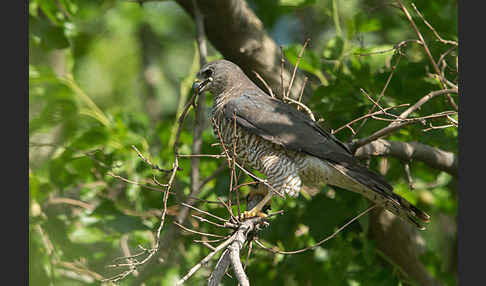 Kurzfangsperber (Accipiter brevipes)