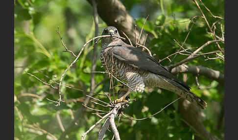 Kurzfangsperber (Accipiter brevipes)