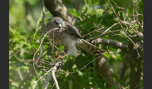 Kurzfangsperber (Accipiter brevipes)