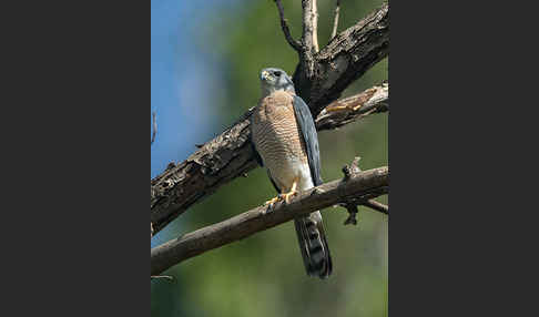 Kurzfangsperber (Accipiter brevipes)