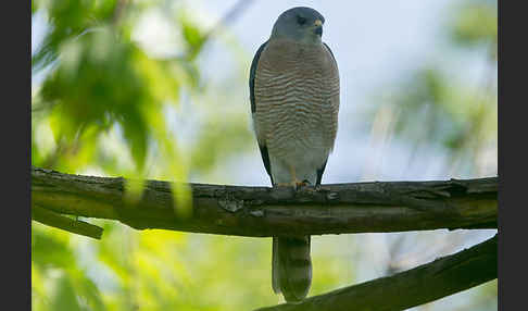 Kurzfangsperber (Accipiter brevipes)