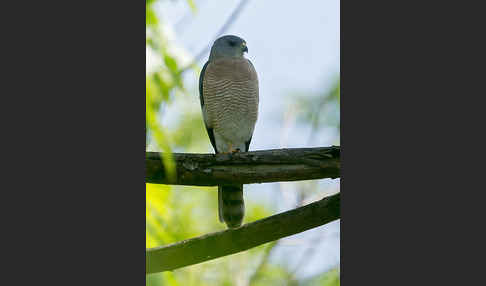 Kurzfangsperber (Accipiter brevipes)