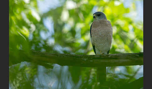 Kurzfangsperber (Accipiter brevipes)