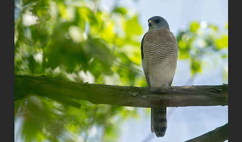 Kurzfangsperber (Accipiter brevipes)