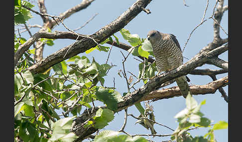 Kurzfangsperber (Accipiter brevipes)