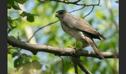 Kurzfangsperber (Accipiter brevipes)