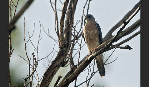 Kurzfangsperber (Accipiter brevipes)