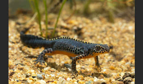 Bergmolch (Ichthyosaura alpestris)