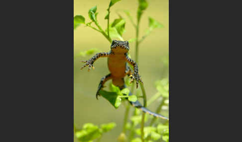 Bergmolch (Ichthyosaura alpestris)