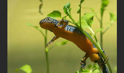 Bergmolch (Ichthyosaura alpestris)