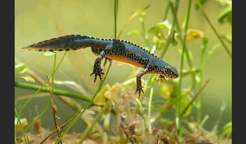 Bergmolch (Ichthyosaura alpestris)